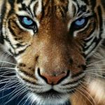 Profile Picture of Владимир Руденко (@vladimir.rudenko3) on Instagram