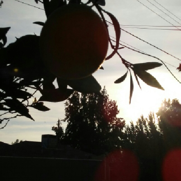 Profile Picture of David Sicairos (@xof_wolf09) on Poshmark