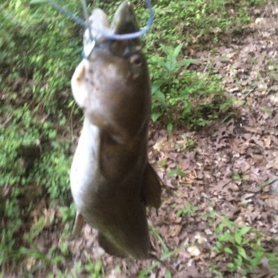 Profile Picture of Randy Salmon (@Randysalmon2) on Twitter