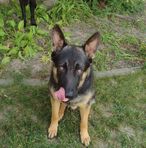 Profile Picture of Ginger Hand (@Ginger-Hand) on Facebook