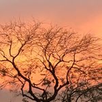 Profile Picture of Nancy Soards (@azlovedesert) on Instagram