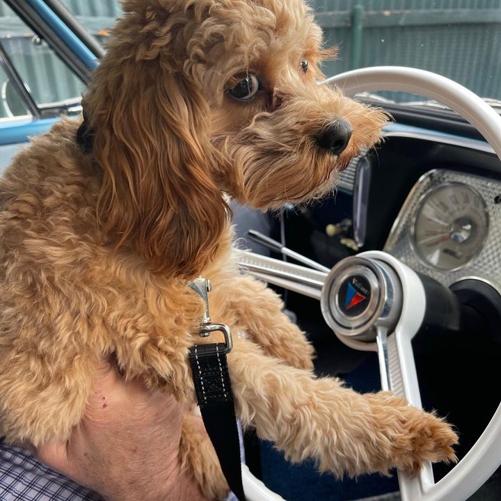 Profile Picture of scottmagookin (@scottmagookin) on Tiktok