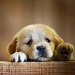 Profile Picture of Riley daniel bamford (@rileydanielba) on Instagram