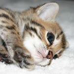 Profile Picture of Jamie Bengals Trombley (@jamie_trombley) on Instagram