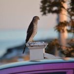 Profile Picture of Larry Pinsky (@larry.pinsky) on Instagram