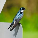 Profile Picture of Jeff Stagnaro (@backyardbirdman) on Instagram