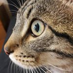 Profile Picture of Silvia Bascherini (@bassil70) on Instagram