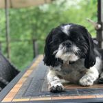 Profile Picture of Rocky (the Dog) (@rocky__scheller) on Instagram