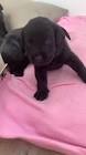 Profile Picture of   Labrador welpen und deren... (@janinelamour2) on Tiktok