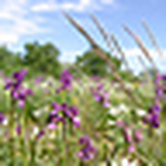 Profile Picture of Panda Sad (@tôi yêu em dù em là ai) on Flickr