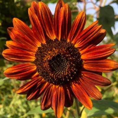 Profile Picture of Sylvie Anglin (@UCLSPrincipal) on Twitter