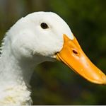 Profile Picture of James Duhig (@jimmyduhig1871) on Instagram