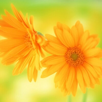 Profile Picture of Nasreen Mirza (@nasreenmirza1) on Twitter