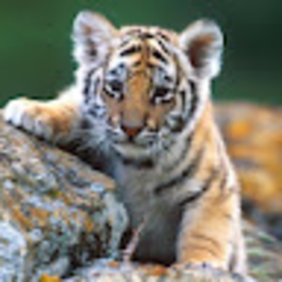 Profile Picture of Mikayla Barrette (@kayla_769846) on Poshmark