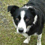 Profile Picture of Rex (@rexthebordercollie) on Instagram