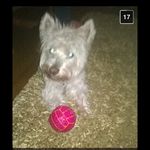 Profile Picture of Abigail Stevenson (@abigail_steve) on Instagram