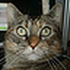 Profile Picture of Frances Wright (@goldtail) on Flickr