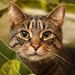 Profile Picture of Tammy Kantor (@tammykantor) on Pinterest