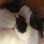 Profile Picture of Percy Wong (@percychunky) on Instagram