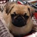 Profile Picture of Margaret Bielby (@mcows2004) on Pinterest