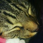 Profile Picture of Boots Leon McBride (@boots_the_lazy_tabby) on Instagram