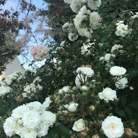 Profile Picture of Jamila Abdala (@baredu89) on Pinterest
