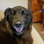 Profile Picture of david wandel (@emmathedog123) on Instagram