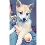 Profile Picture of Minnie Caley Hayes (@minniethepompsky) on Instagram