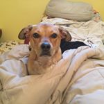 Profile Picture of Tami Rust (@yes_i_am_a_beagle) on Instagram