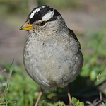 Profile Picture of Clive Beavis (@clives_wildlife) on Flickr