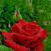 Profile Picture of Inthira Sampanthar (@inthira.sampanthar.7) on Facebook