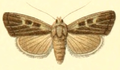 Profile Picture of Ledereragrotis difficilison Wikipedia