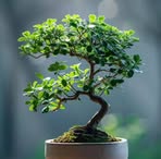 Robin Homes - Facebook Profile Picture of Robin Homes (@robin.homes.2024) on Facebook