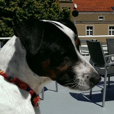 Profile Picture of Helmuth Schäfer (@mikusch2007) on Twitter