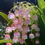 Profile Picture of Anisa Sari (@Anisa-Sari) on Facebook