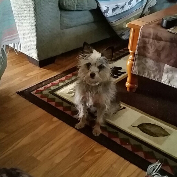 Profile Picture of Drusilla Williams (@snooky38) on Poshmark