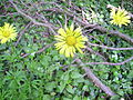 Profile Picture of Doronicum plantagineumon Wikipedia
