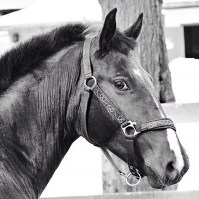 Profile Picture of Nicholas DeLuca (@nickdeluca16) on Twitter