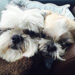 Profile Picture of Cindy Sage (@cindyatlulusage) on Instagram