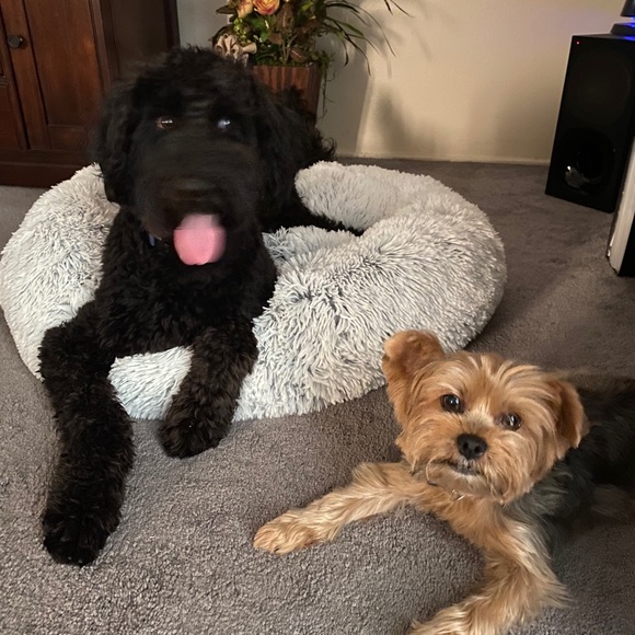 Profile Picture of Monique Bennett (@momiqueb) on Poshmark