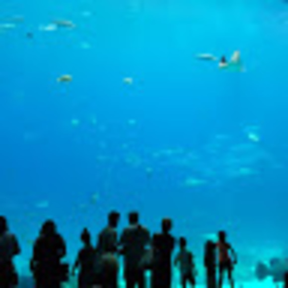 Profile Picture of Lisa Lin (@leelisa15) on Poshmark