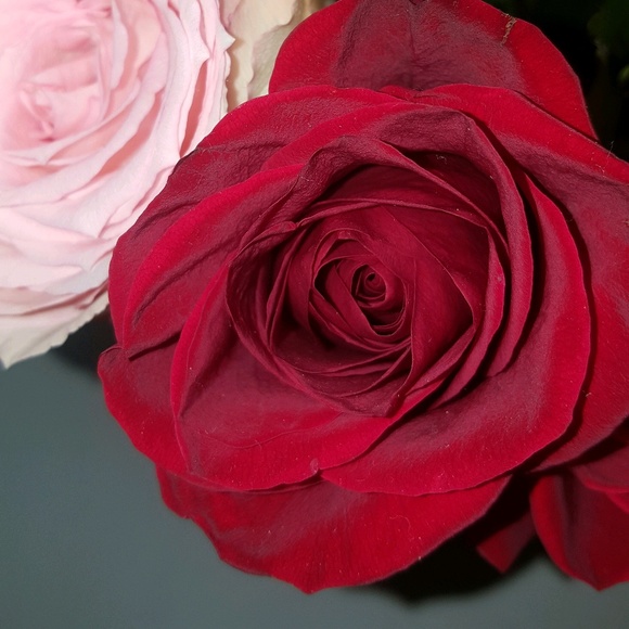 Profile Picture of Elizabeth Hermosillo (@ellyh1995) on Poshmark