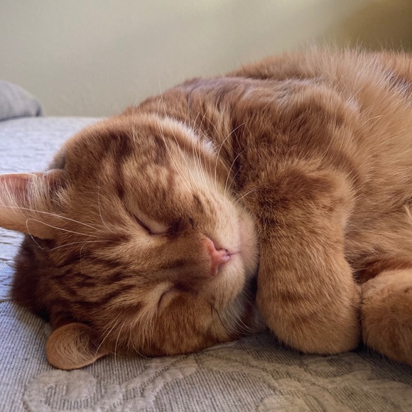 Profile Picture of Gretchen Rovinsky (@grovinsky) on Poshmark