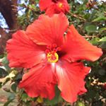 Profile Picture of Heather Mcfarland (@hmcfarland22) on Instagram