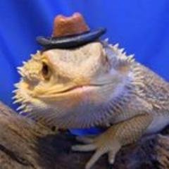Profile Picture of Nathan Badger (@blueberrypie44) on Twitter
