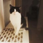 Profile Picture of chantal schöffler (@schofflerchantal) on Instagram