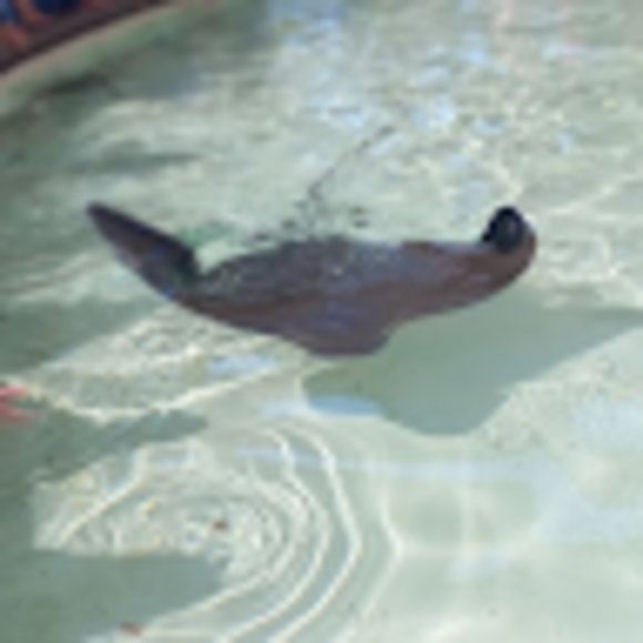 Profile Picture of Arailie Schweim (@arailieschweim) on Poshmark