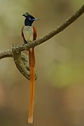 Indian paradise flycatcher - Wikipedia Profile Picture of Indian paradise flycatcheron Wikipedia