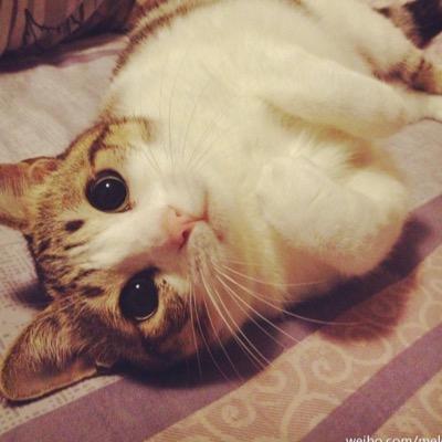 Jessica Mou - Twitter Profile Picture of Jessica Mou (@JessicaQianMou) on Twitter