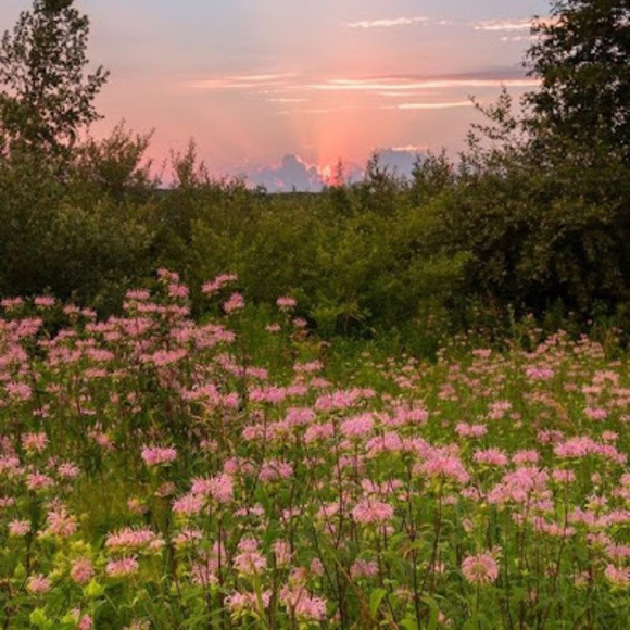 Profile Picture of Lucia Fuentes (@luciaisd3ad) on Poshmark